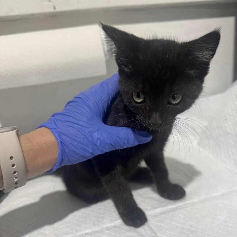 A baby small-sized female Black Domestic Short Hair cat named Dakota for adoption in Redwood City, CA