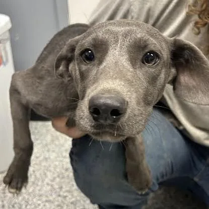 A young small-sized female Gray / Blue / Silver Pit Bull Terrier dog named Shayla for adoption in Birmingham, AL