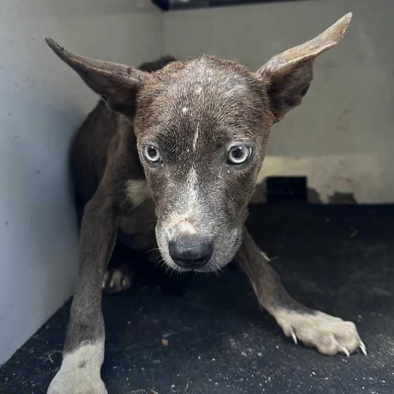 A baby small-sized male Brindle Pit Bull Terrier dog named Cyclone for adoption in Pine Bluff, AR