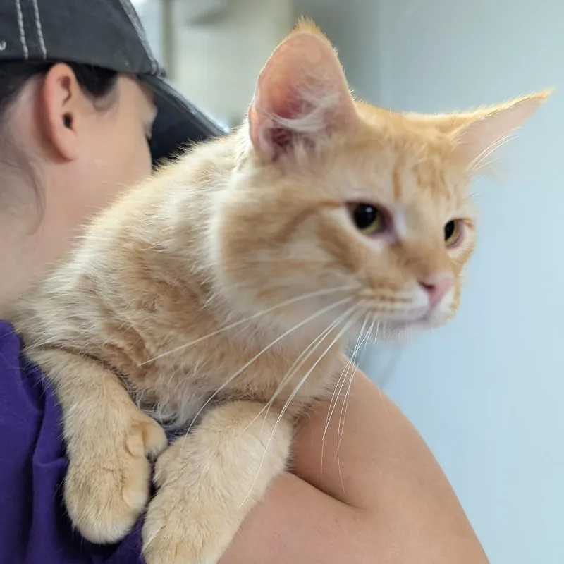 A young large-sized male Orange / Red Domestic Short Hair cat named Butterball for adoption in Canton, IL