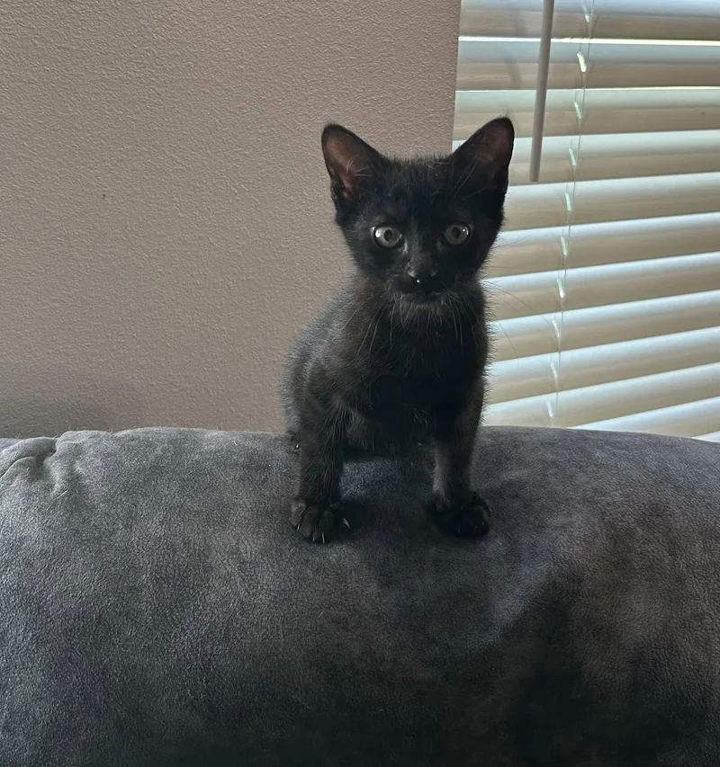 A baby medium-sized male Black Domestic Short Hair cat named Jack for adoption in Hammond, LA