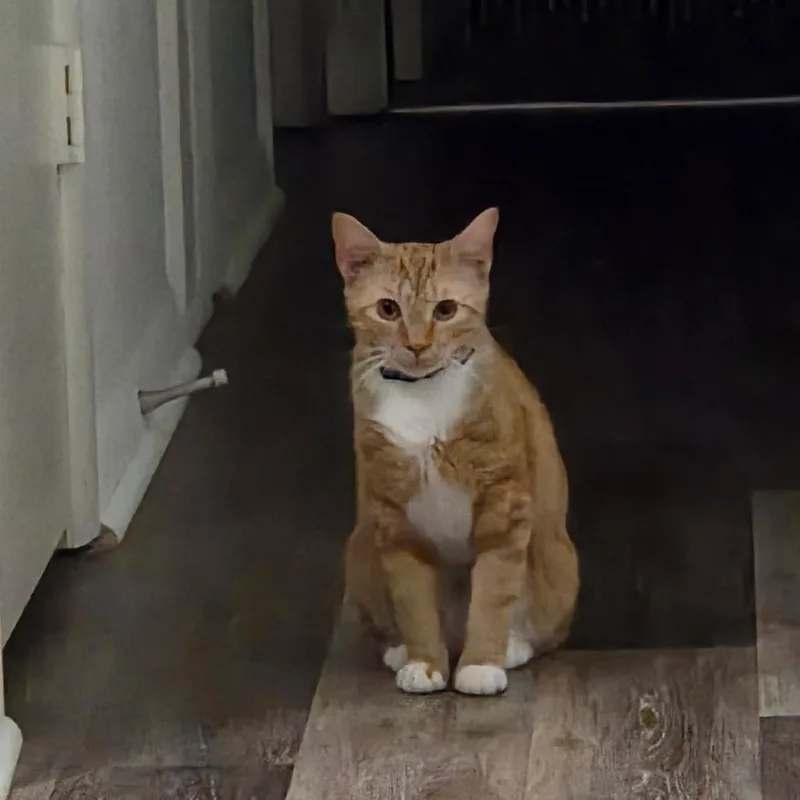An adult small-sized female Orange / Red American Shorthair cat named Portia for adoption in Lynchburg, VA