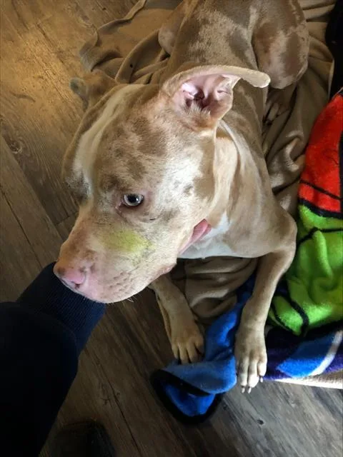 An adult large-sized female Mixed Breed dog named Sandy for adoption in Dallas, TX