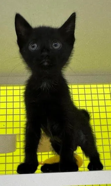 A baby medium-sized female Domestic Short Hair cat named Donna for adoption in Fort Myers, FL
