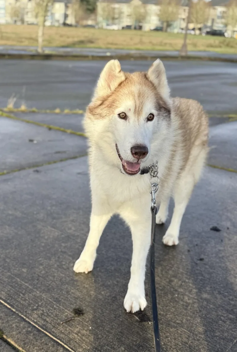 A young medium-sized male Husky dog named Nolan for adoption in santa monica, CA