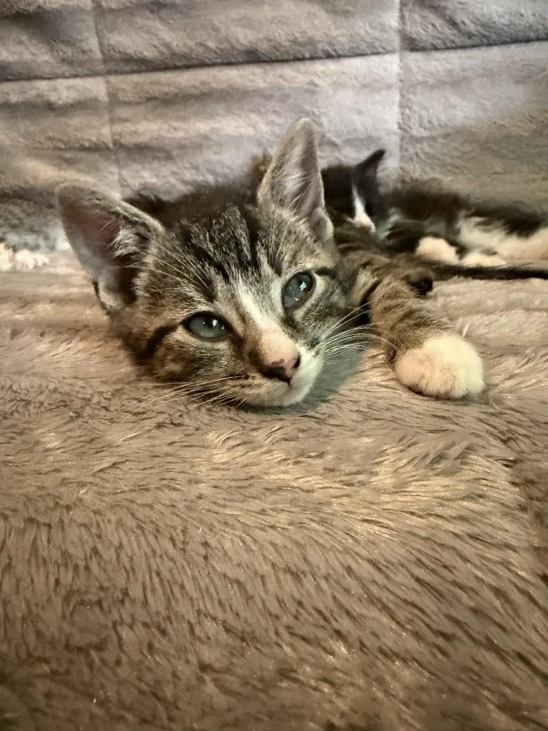 A baby medium-sized male Domestic Short Hair cat named Flyer for adoption in Pomona, NY