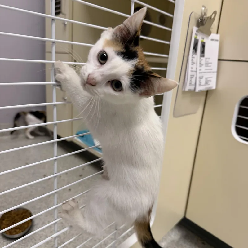 A baby medium-sized female Calico Domestic Short Hair cat named Portia for adoption in Cooperstown, NY