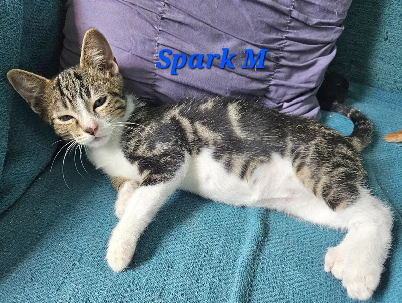 A baby medium-sized male Tabby (Buff / Tan / Fawn) Tabby cat named Sparky for adoption in Springfield, OR