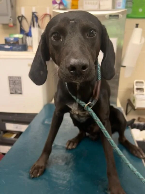 An adult medium-sized male Black Labrador Retriever dog named Cal for adoption in Mobile, AL