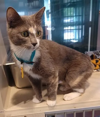 An adult medium-sized female Gray & White Domestic Short Hair cat named Stormy for adoption in Stanwood, WA