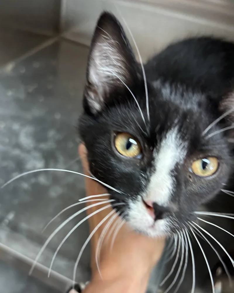 A young medium-sized male Black & White / Tuxedo Domestic Short Hair cat named Apollo for adoption in Raymond, WA
