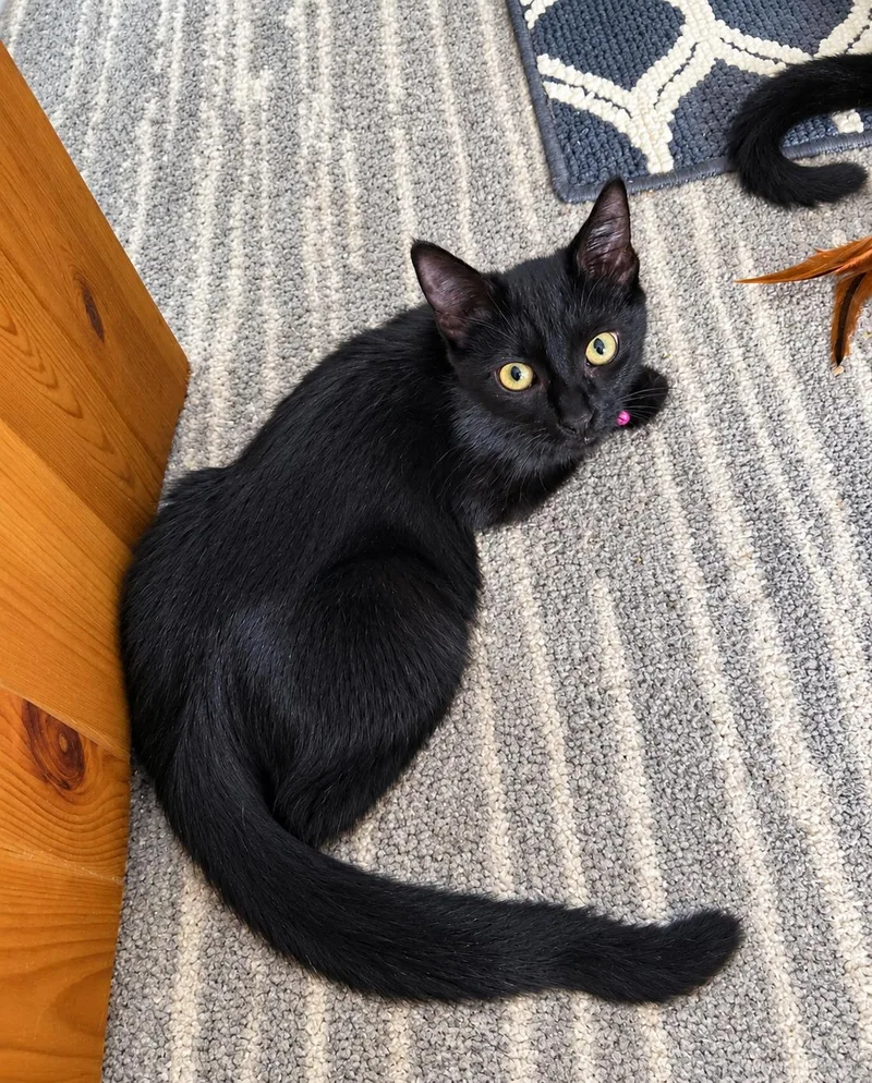 A baby small-sized female Black Domestic Short Hair cat named Raven for adoption in Alexandria, VA