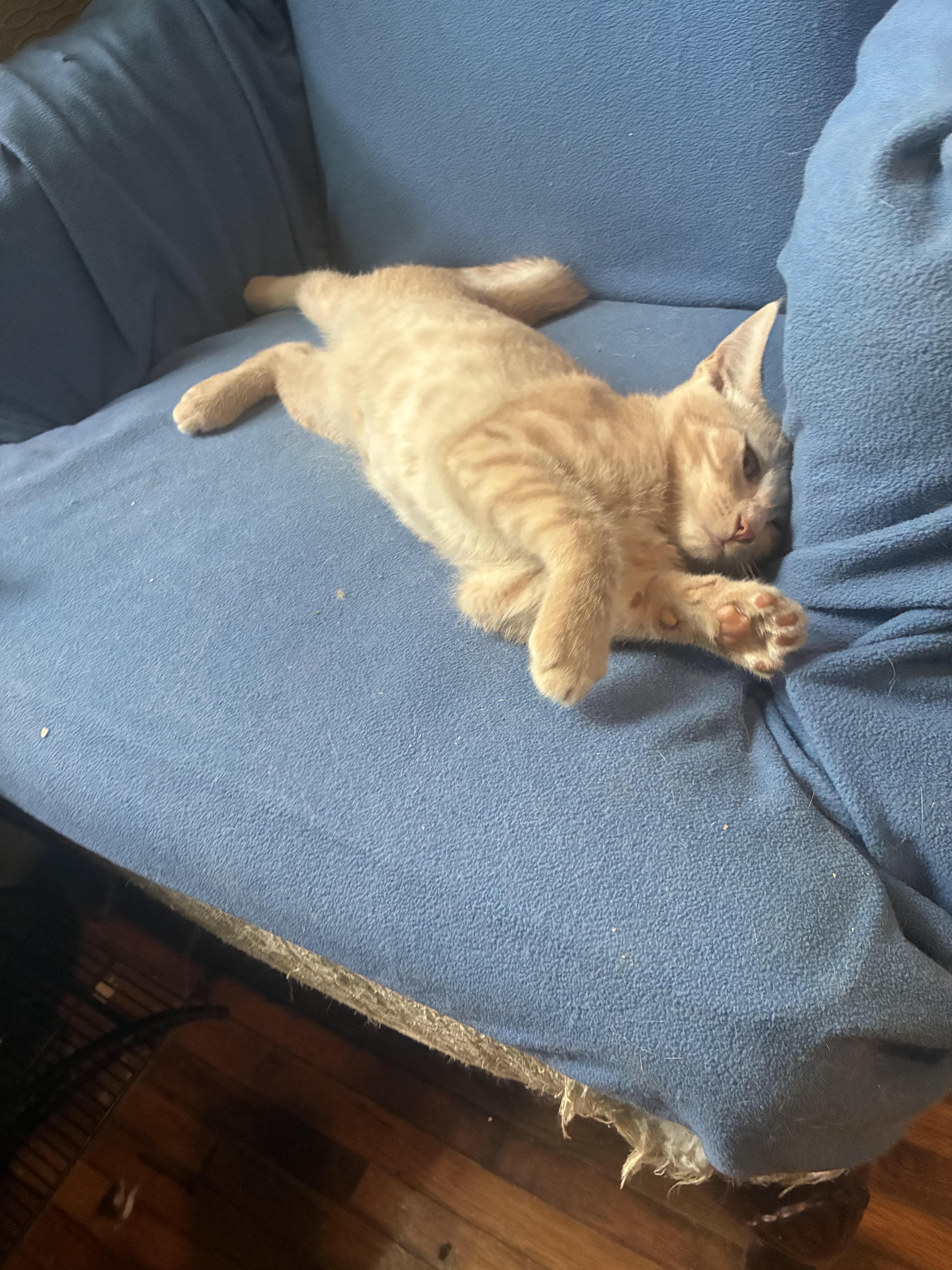 A baby medium-sized male Orange / Red Domestic Short Hair cat named Ernie for adoption in Howell, MI