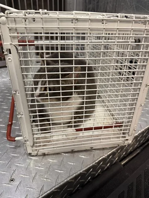 A senior large-sized male Domestic Short Hair cat named Louie for adoption in Dallas, TX