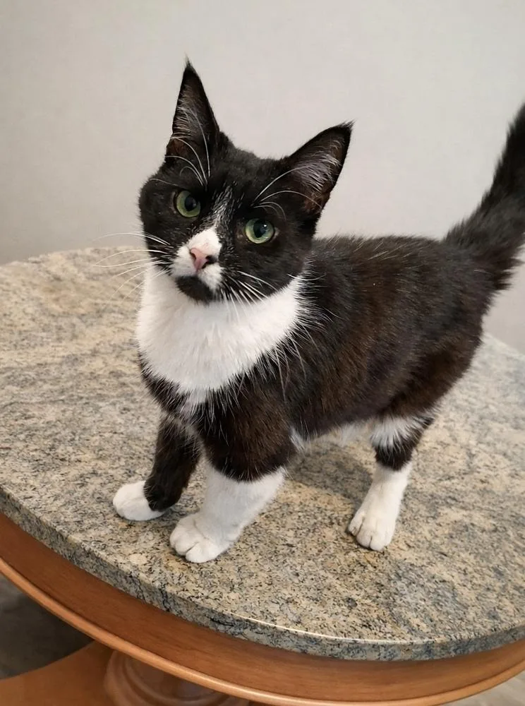 An adult medium-sized female Black & White / Tuxedo Domestic Short Hair cat named Binky for adoption in Taylor, PA