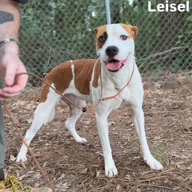 Leisel