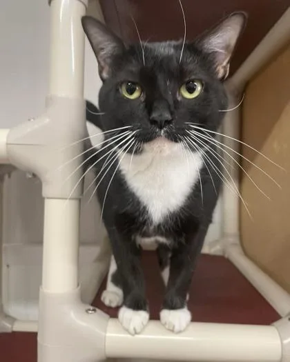 Munchkin thumbnail 2