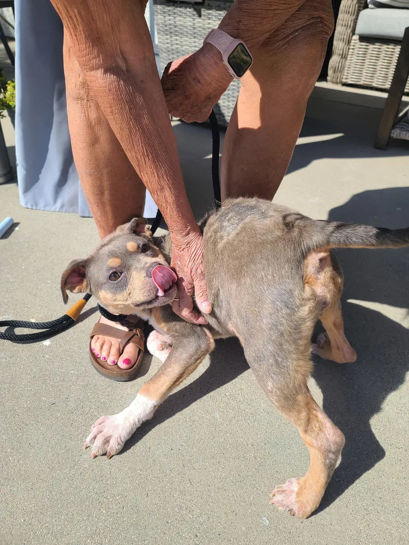 A young medium-sized female American Staffordshire Terrier dog named June for adoption in San Diego, CA