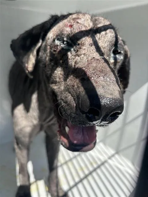 An adult medium-sized male Labrador Retriever dog named A for adoption in Houston, TX
