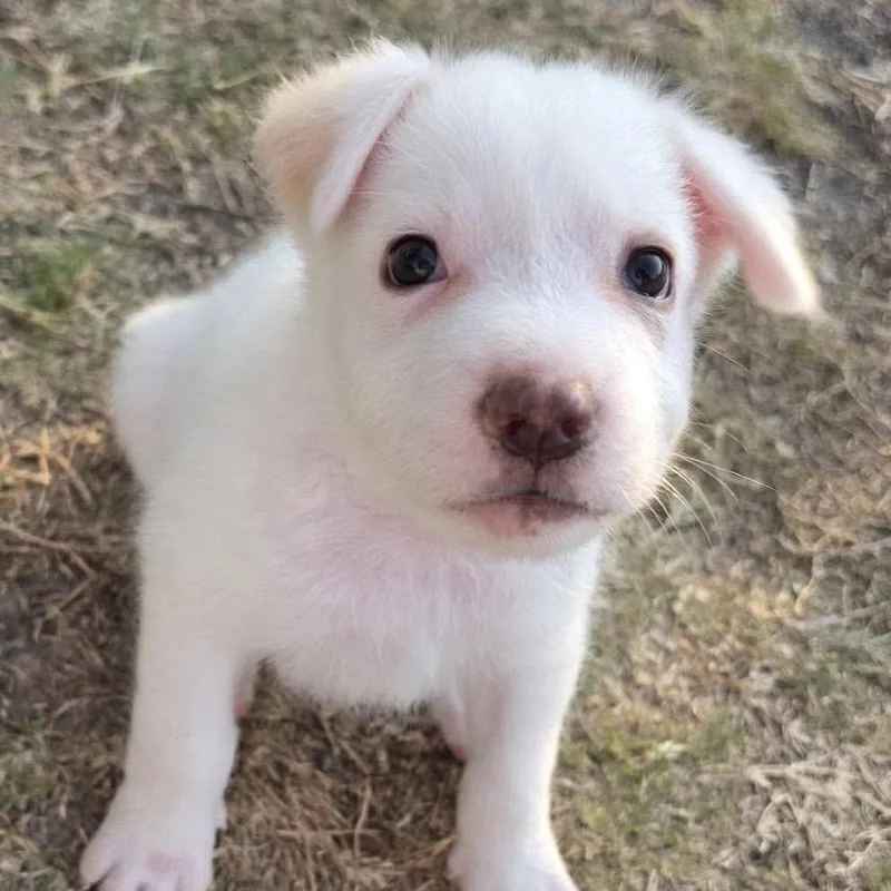 A baby small-sized male Great Pyrenees dog named Daft for adoption in Bastrop, TX