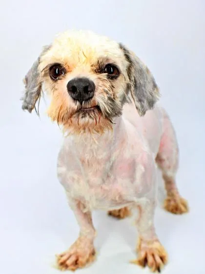 An adult small-sized male Shih Tzu dog named Spike for adoption in Morton Grove, IL