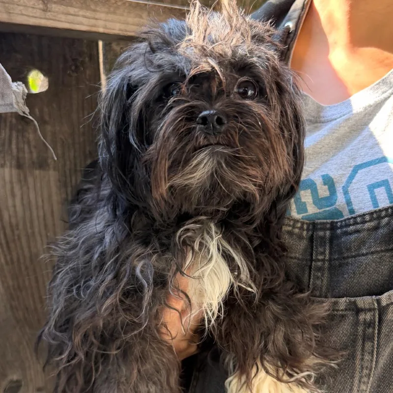 An adult small-sized female Poodle dog named Pippa for adoption in Sonoma, CA