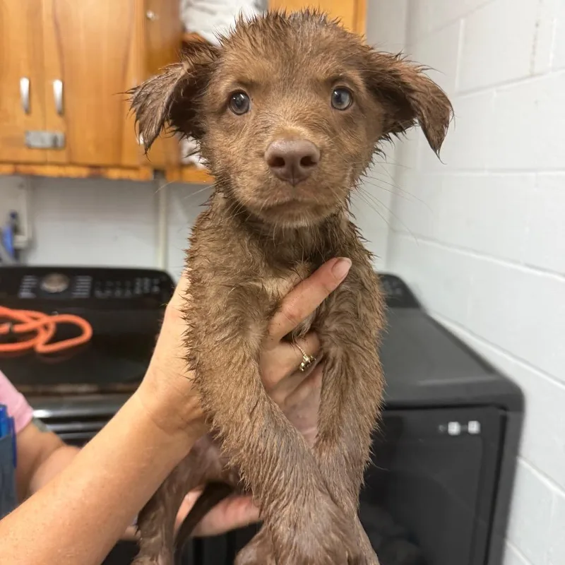 A baby small-sized male Brown / Chocolate Australian Cattle Dog / Blue Heeler dog named Gopher for adoption in Evensville, TN