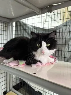 An adult medium-sized male Domestic Long Hair cat named Big Guy for adoption in Black River Falls, WI