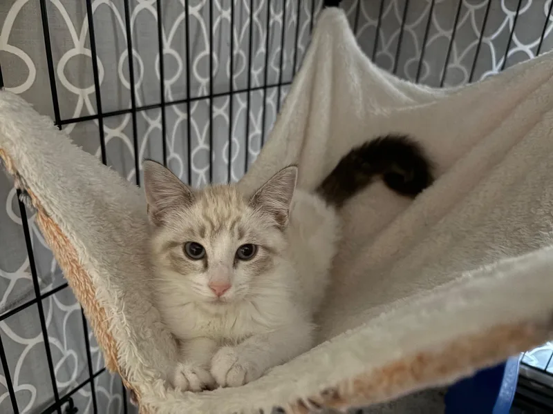A baby medium-sized female Cream Point Siamese cat named Chamomile for adoption in La Canada, CA