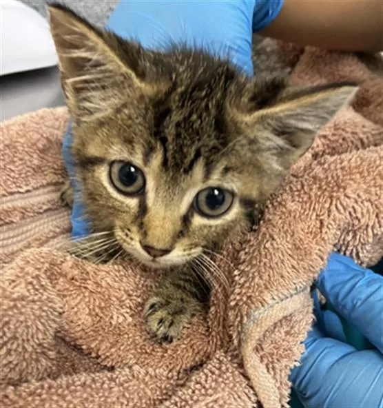 A baby small-sized female Domestic Short Hair cat named Apple for adoption in Naples, FL