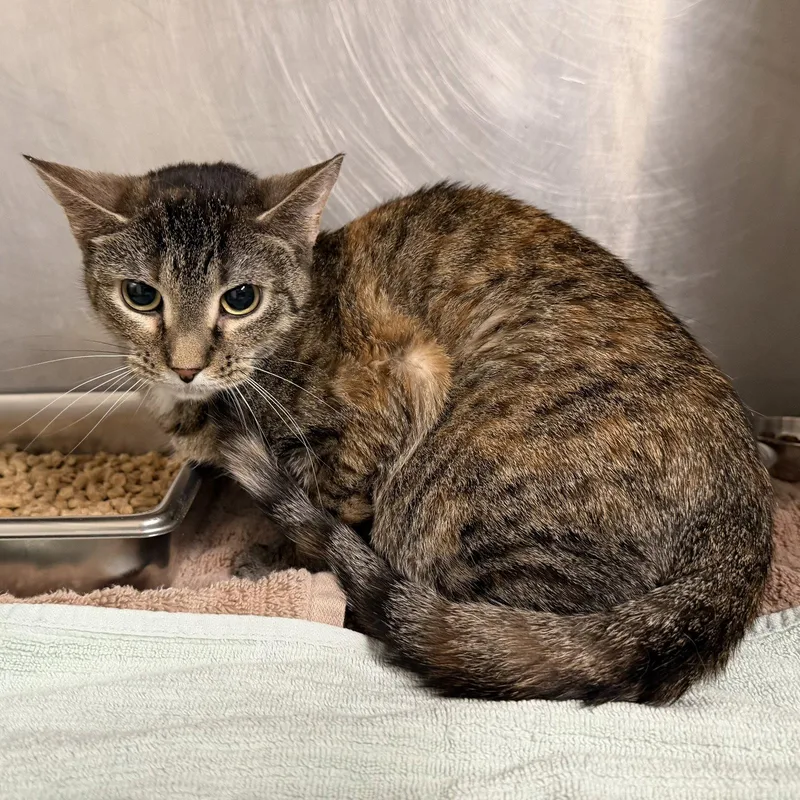 An adult medium-sized female Domestic Short Hair cat named Olive for adoption in Hilton Head Island, SC