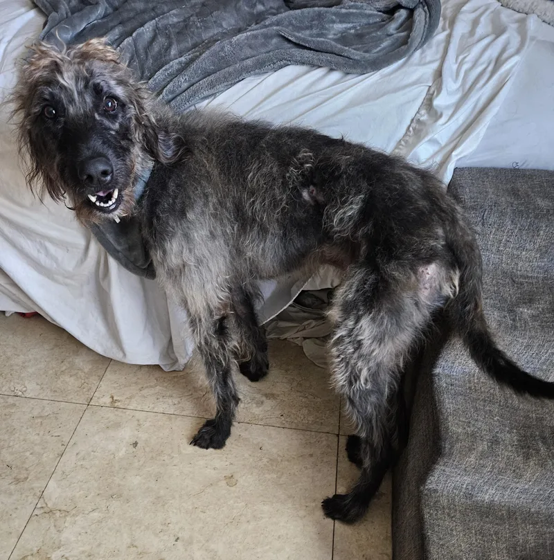 An adult medium-sized male Gray / Blue / Silver Standard Poodle dog named Grand. Extraordinary. High Intelligence. for adoption in St. Petersburg, FL