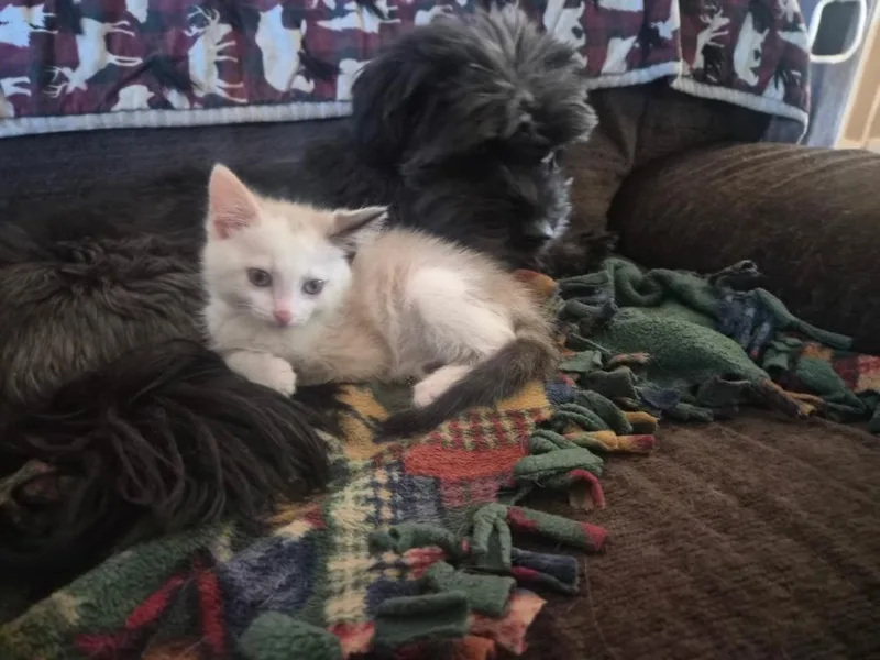 A baby medium-sized female Domestic Short Hair cat named Bella for adoption in Salt Lake City, UT