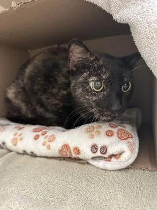 An adult small-sized female Domestic Short Hair cat named Daisy for adoption in Honolulu, HI