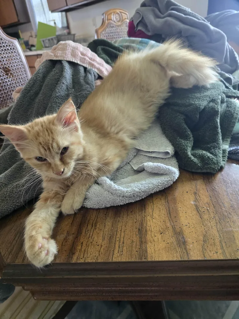 A baby medium-sized male Orange / Red Domestic Short Hair cat named Peanutty for adoption in Burlington, IA