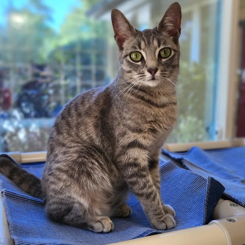 An adult medium-sized female Gray / Blue / Silver American Shorthair cat named Paris for adoption in Columbus, NC