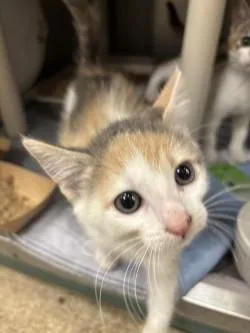 A baby small-sized female Domestic Short Hair cat named Tinker for adoption in Honolulu, HI