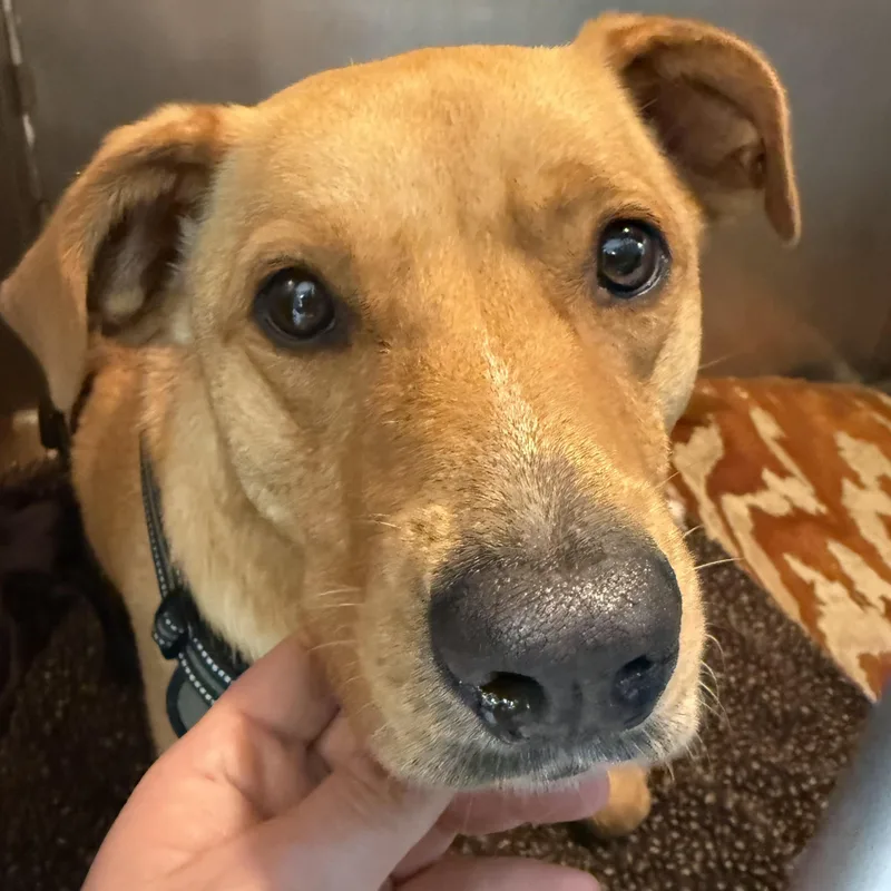 A young medium-sized female Yellow Labrador Retriever dog named Daisy for adoption in tannersville, PA