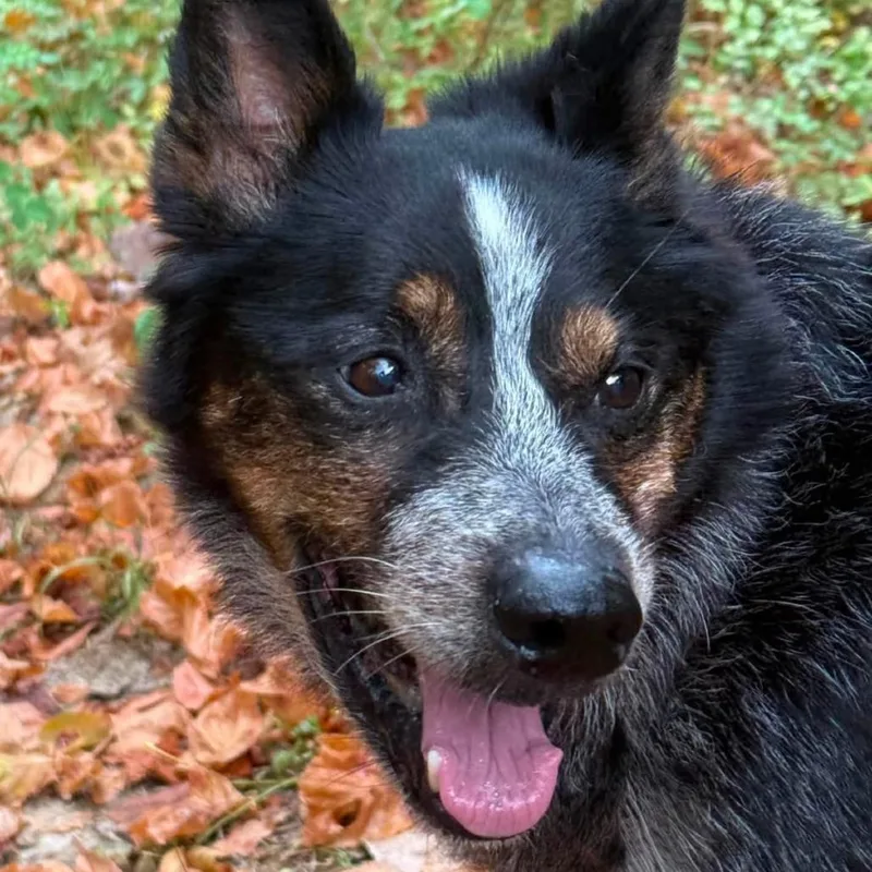 Simon