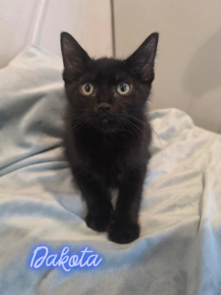 A baby small-sized male Black Domestic Short Hair cat named Dakota for adoption in Metamora, IL