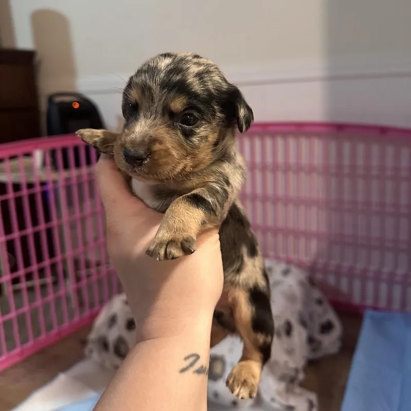 A baby small-sized male Gray / Blue / Silver Dachshund dog named Dwight for adoption in Baton Rouge, LA