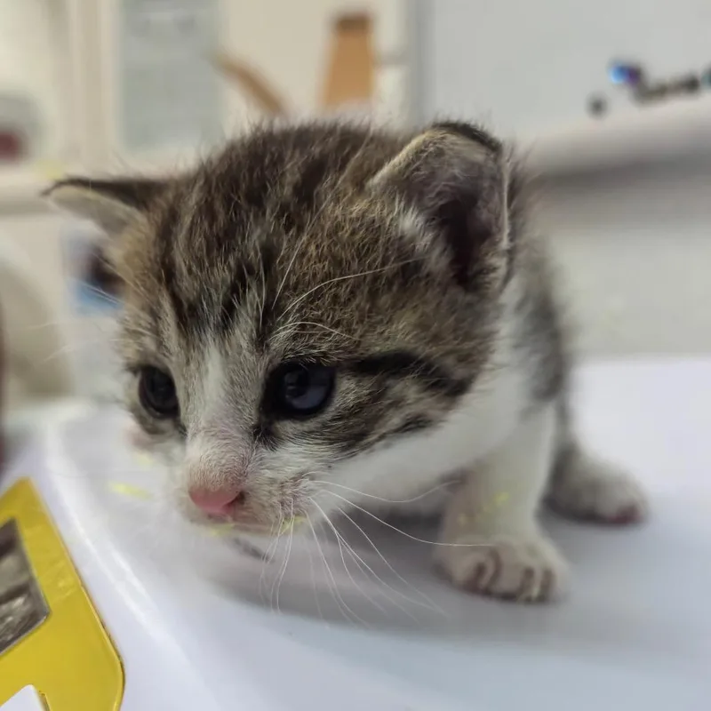 A baby small-sized female Gray / Blue / Silver Domestic Short Hair cat named Ramsey for adoption in Corpus Christi, TX