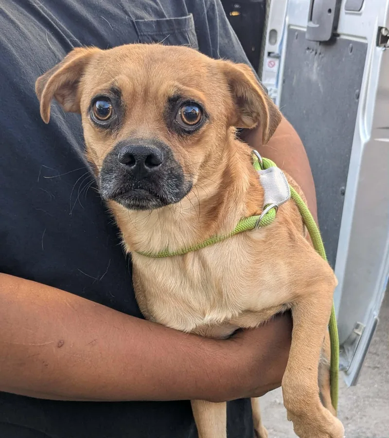 A young small-sized male Pug dog named Butter Cup for adoption in Las Vegas, NV
