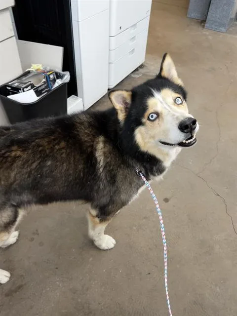 An adult large-sized male Mixed Breed dog named River for adoption in Dallas, TX