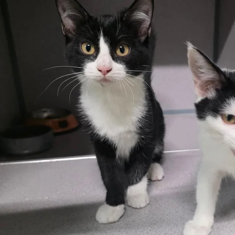 A baby small-sized female Domestic Medium Hair cat named Mars for adoption in Baytown, TX