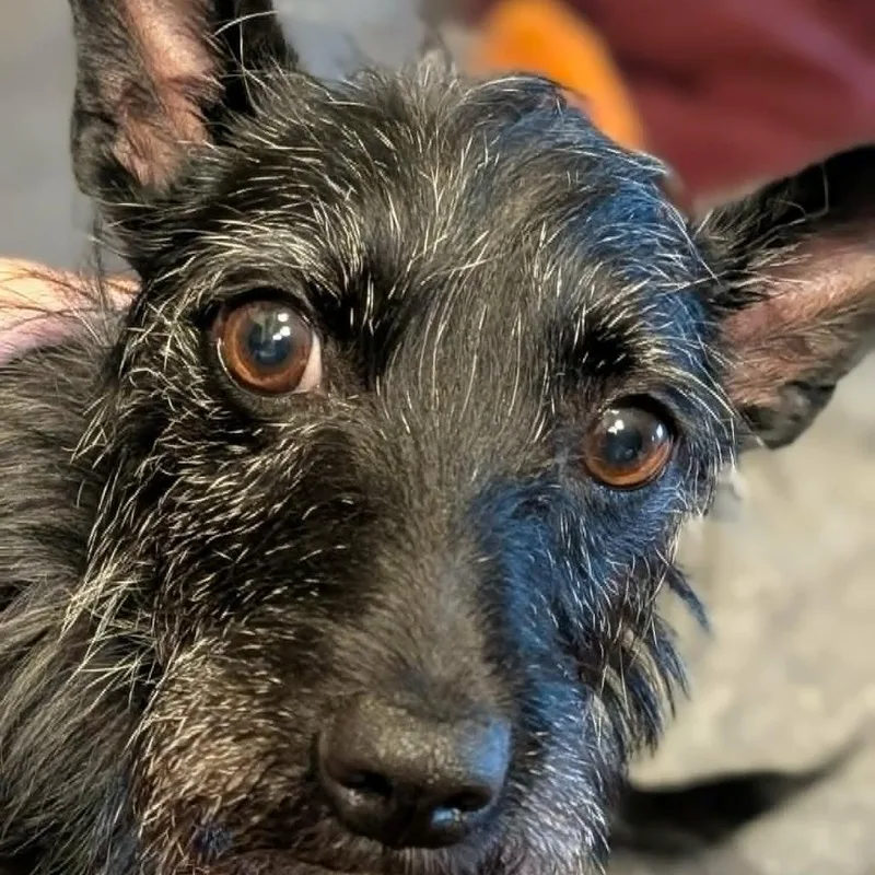 Piper