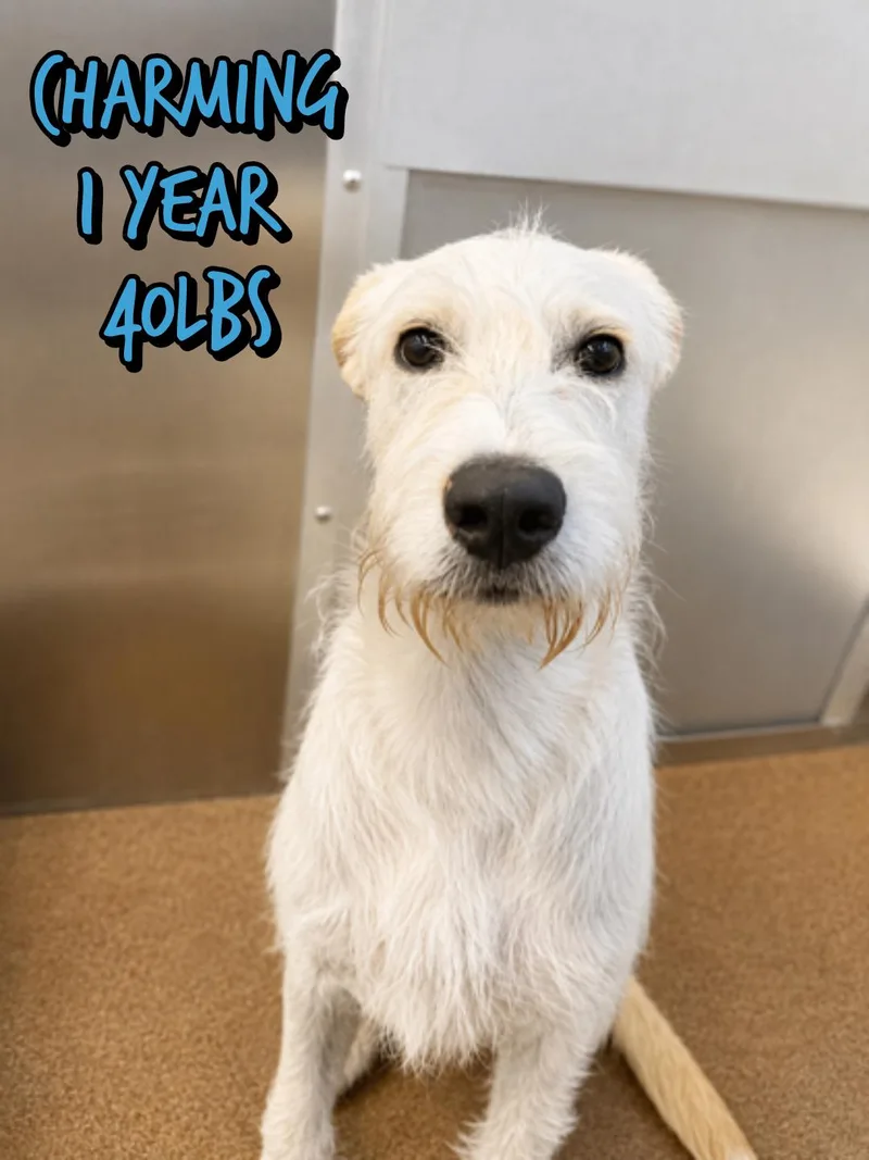 A baby medium-sized male Mixed Breed dog named Charming for adoption in Holbrook, NY