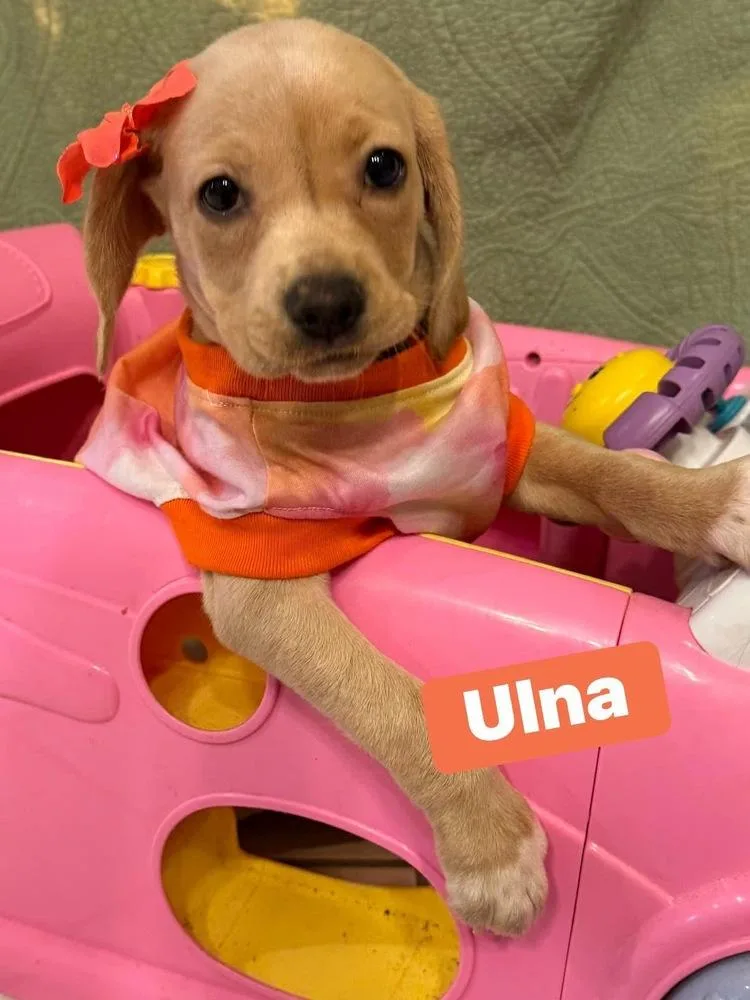 Ulna