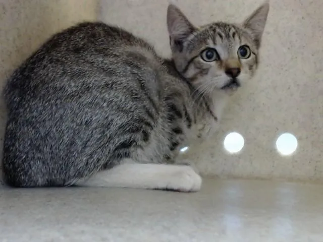 A baby small-sized female Domestic Short Hair cat named A for adoption in Moreno Valley, CA
