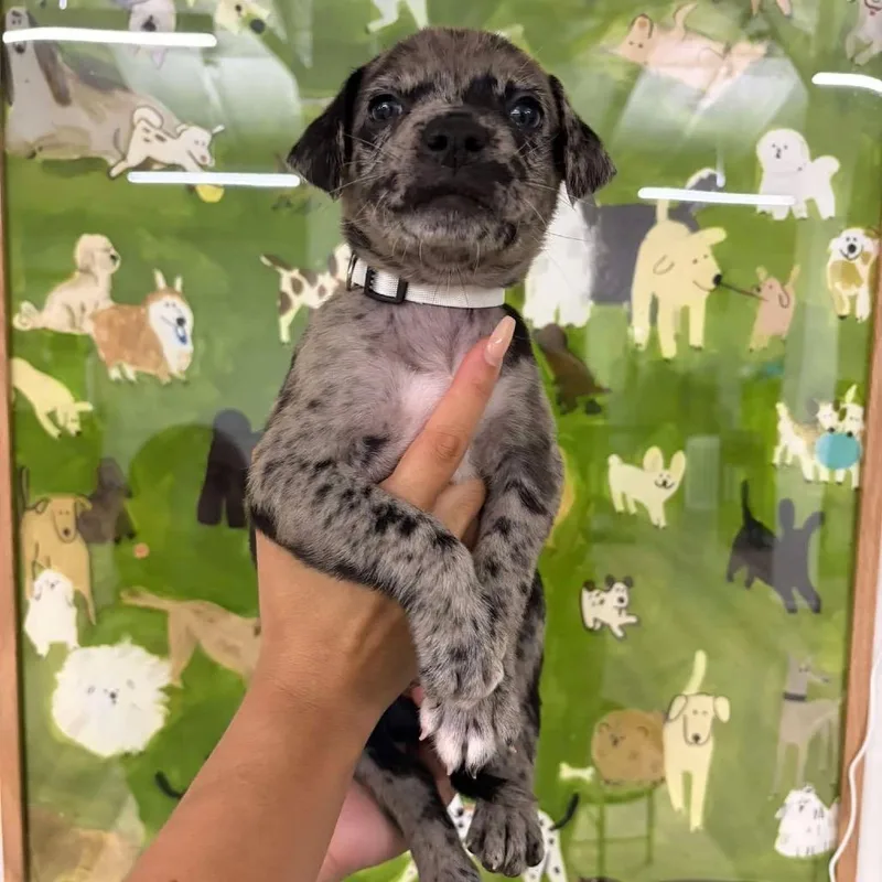 A baby small-sized male Gray / Blue / Silver Catahoula Leopard Dog dog named Jaguar for adoption in Tampa, FL